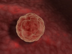 Blastocyst som vuxit fast i livmodern