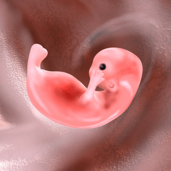 Embryo runt graviditetsvecka 10